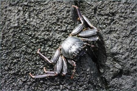 Aama-Crab-769139.jpg