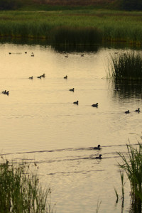 dsc_0604.jpg