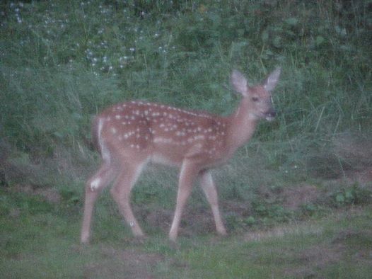 fawn.jpg