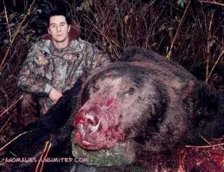 Grizzbearr.jpg