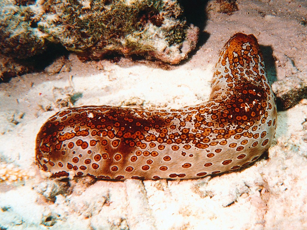 seacucumber.jpg