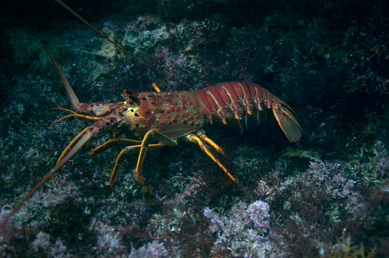 spiny-lobster_7681124874_o.jpg