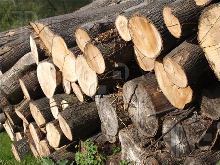 Wood-Logs-1673574.jpg
